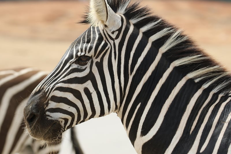 Historical Safaris